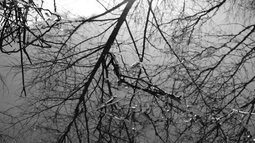 Low angle view of bare trees against sky