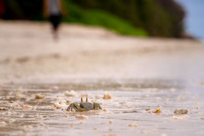 Close-up of a crab on the beach looks at a man.