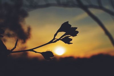 Close-up of plants at sunset