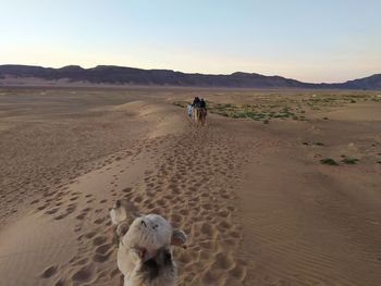 View of a dog on desert