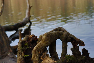 Close-up of dead tree on lake