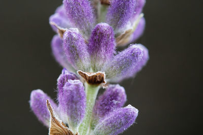 Close-up of purple flowering plant against black background