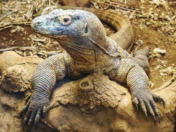 Close-up of lizard on rock