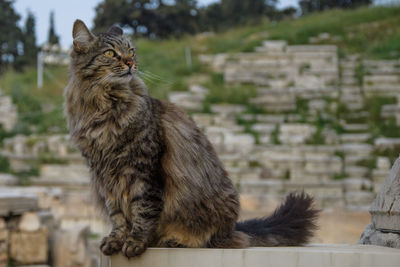 Side view of a cat looking away