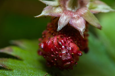 Close-up of fruit on leaf