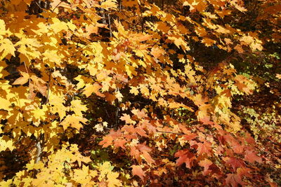 High angle view of maple leaves