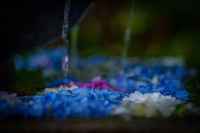 Close-up of blue flower buds