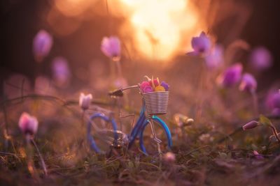 Toy bicycle amidst flowers on field