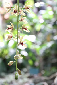 Close-up of plant against blurred background