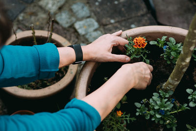 High angle view of hand holding potted plant