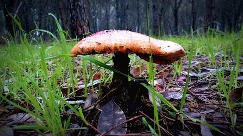 Close-up of mushroom growing in forest