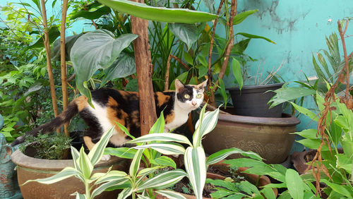 Cat on potted plants