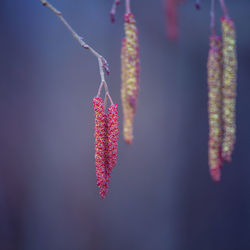 A beautiful birch tree flowers in early spring.