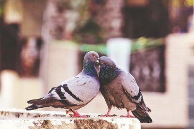 Close-up of bird perching outdoors