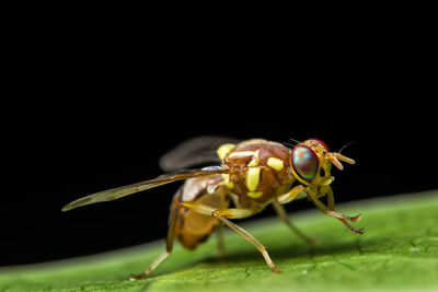 Close-up of insect on leaf