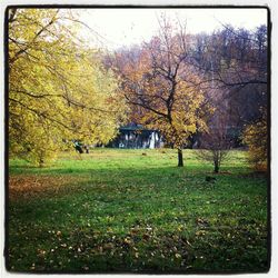 Trees in park