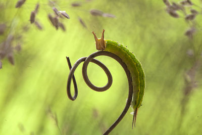Close up of caterpillars