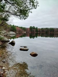 Reflection of trees in calm lake