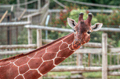 One of the giraffes of the wild place project