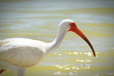 Swan in water