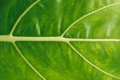 Full frame shot of green leaves