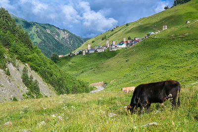 Cows grazing on field against mountain