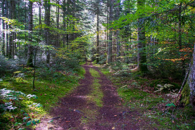 Trail amidst trees in forest