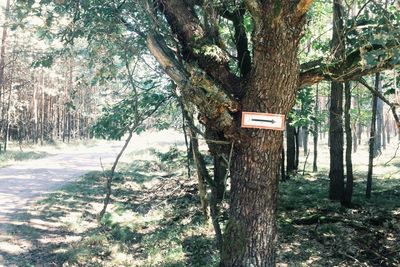 Trees in forest