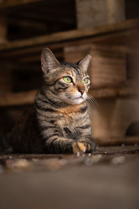 Cat looking away while sitting on wood