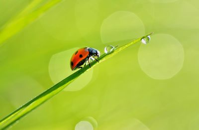 Close-up of ladybug on leaf