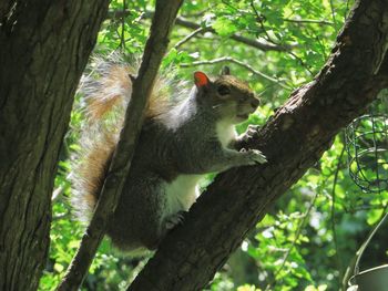 Low angle view of squirrel on tree