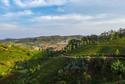 Tea gardens in the foothills of western ghat