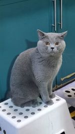 Portrait of cat sitting on table