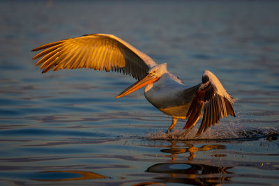 Close-up of bird flying over lake