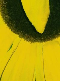 Close-up of yellow flower