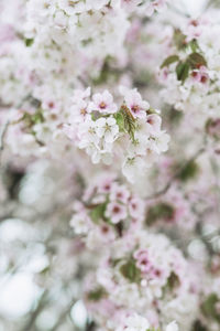 Close-up of pink cherry blossoms in spring