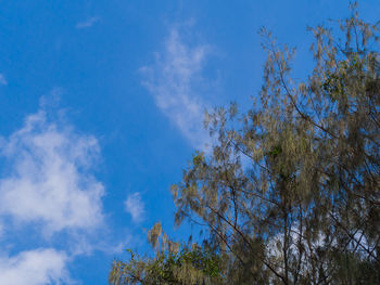 Low angle view of trees against blue sky