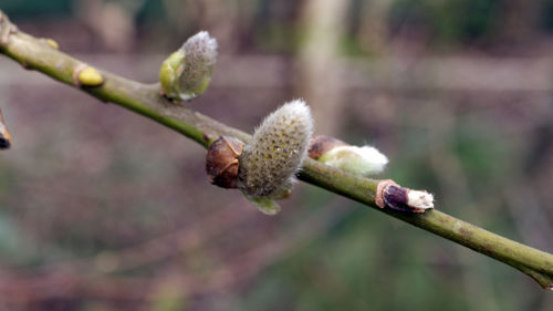 Close-up of buds on twig