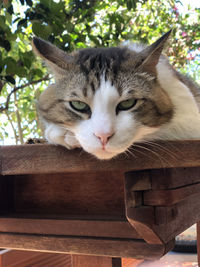 Close-up portrait of a cat