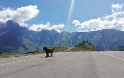 View of horse cart on road