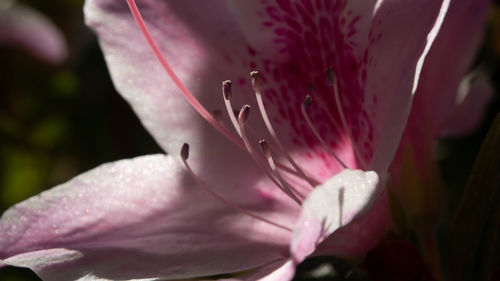 Close-up of pink rose flower