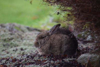 Close-up of a cat lying on land