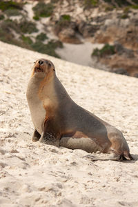 Sea lion relaxing on sand