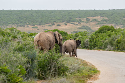 Elephant family in the wild and savannah landscape of africa