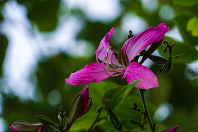 Close-up of pink flowering plant