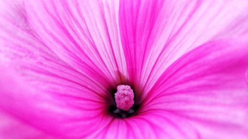 Close-up of pink flower