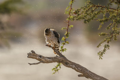 Bird perching on tree