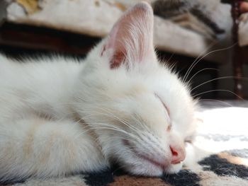 Close-up of cat sleeping