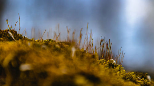 Close-up of grass against sky