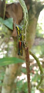 Close-up of insect on plant